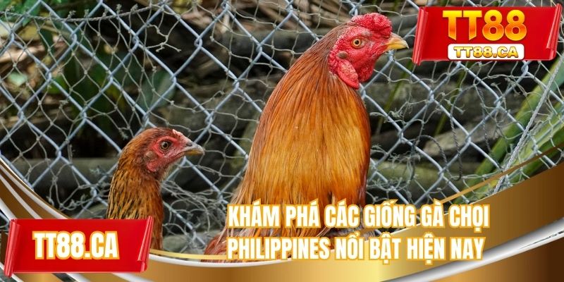 Khám phá các giống gà chọi Philippines nổi bật hiện nay